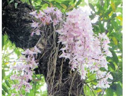 प्रत्येक वर्ष १ वैशाखमा मात्र फुल्ने प्रेम र सद्भावको प्रतीक अनौठो फूल
